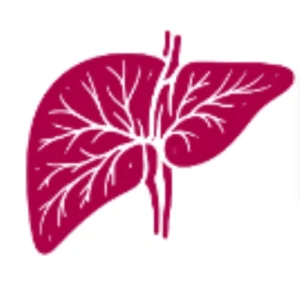 Liver Transplant