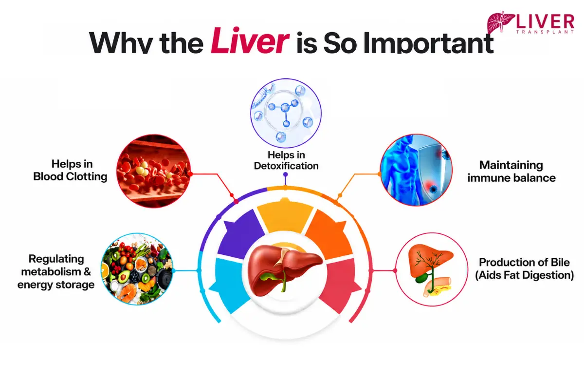 Liver Transplant Evaluation Program